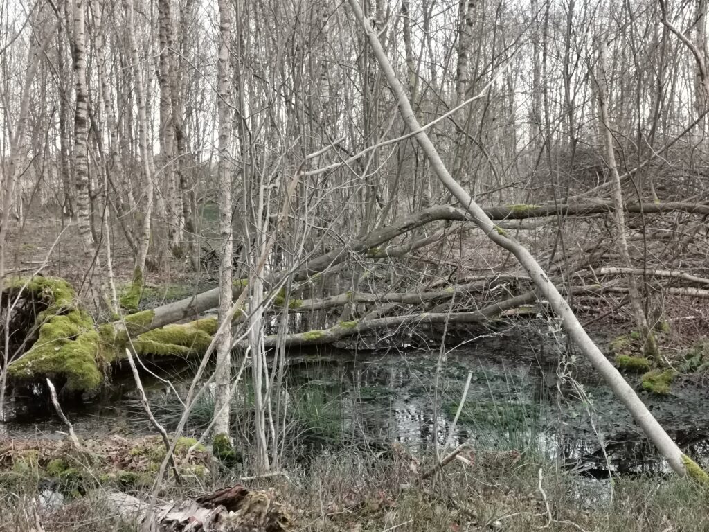 Dünne Äste und Baumstämme ragen teilweise in einen Tümpel hinein, © Privat/Stadtmuseum