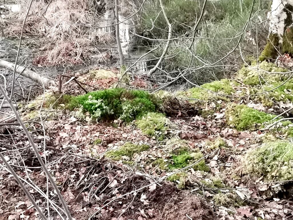Belaubter Boden mit Moos, einige Äste hängen herunter, © Privat/Stadtmuseum