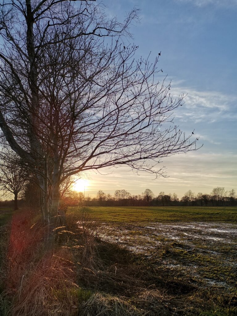 Weites Feld, vorne links ein Baum ohne Blätter, im Hintergrund eine tief stehende Sonne bei blauem Himmel, © Privat/Stadtmuseum