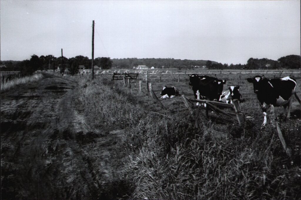 Das Everstenmoor wird 1955 auch noch für Landwirtschaft und Viehhaltung genutzt © Stadtmuseum Oldenburg/Slg. G. Müller