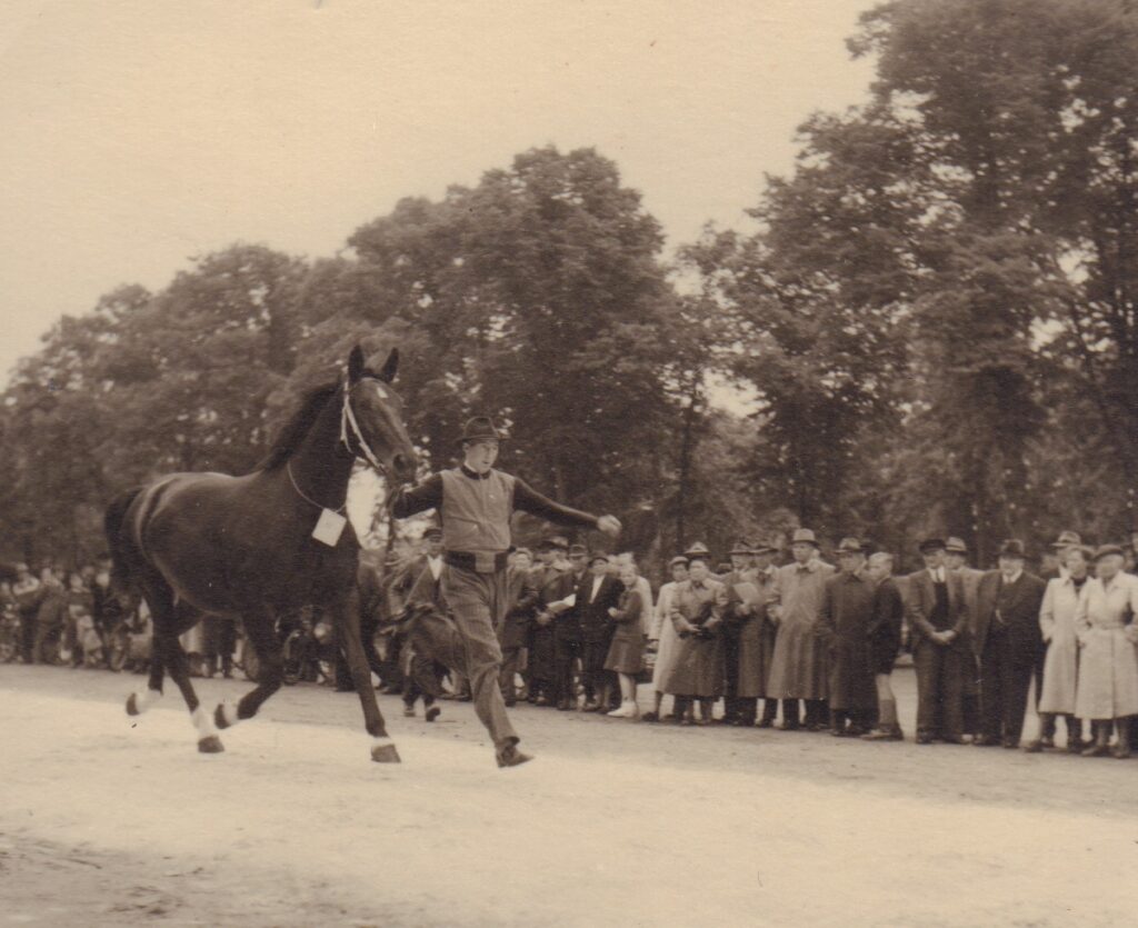 Abb.4 BA 25939 Nordhausen Viehmarkt Schaulauf Pferdemarkt Personen stehen am Rand einer Sandbahn, darauf rennt ein Pferd geführt von einer Person, © Stadtmuseum Oldenburg/Günter Nordhausen