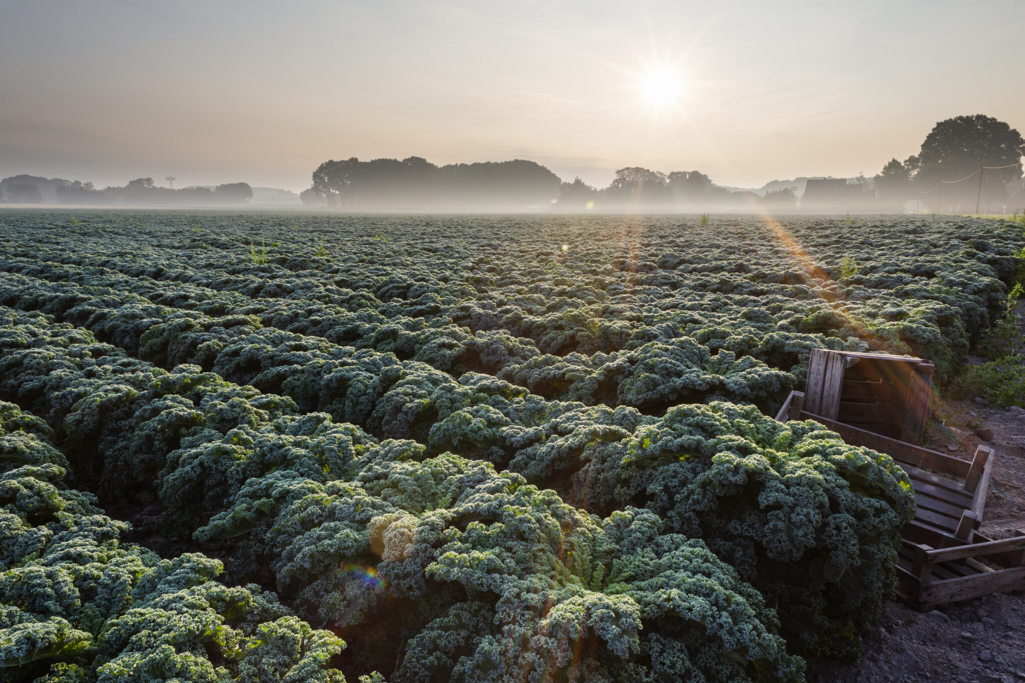 Grünkohlanbau Auf Einem Grünkohlfeld Bei Oldenburg Wiese mit Grünkohl in Reihen am Boden wachsend, im Hintergrund eine niedrig stehende Sonne, © OTM/Verena Brandt