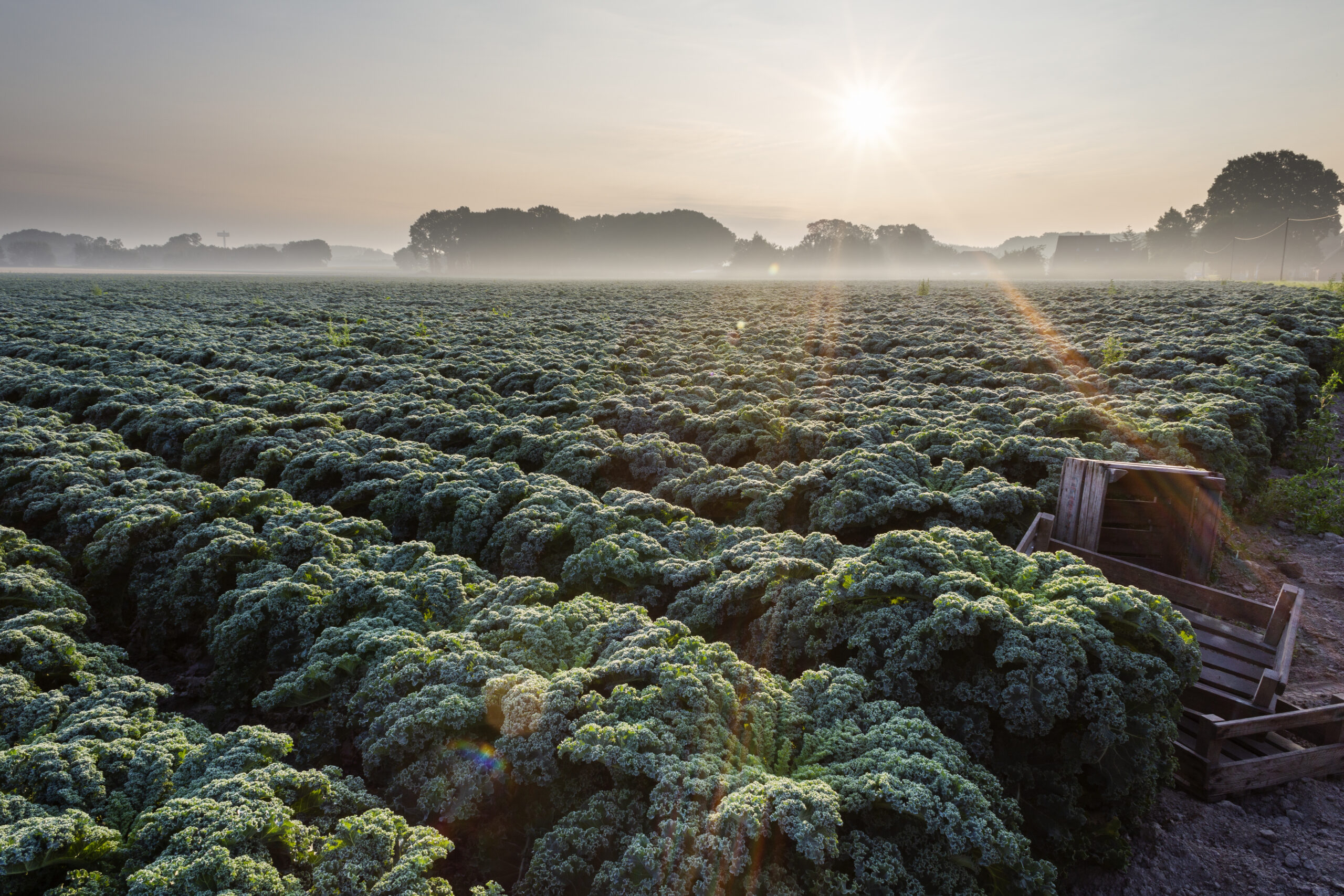 Wiese mit Grünkohl in Reihen am Boden wachsend, im Hintergrund eine niedrig stehende Sonne, © OTM/Verena Brandt