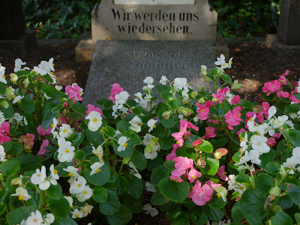 Eisbegonien blühen auf den Gräbern, 2025, © Stadtmuseum Oldenburg/Marisa Komsthöft Eisbegonien blühen auf den Gräbern, 2025, © Stadtmuseum Oldenburg/Marisa Komsthöft