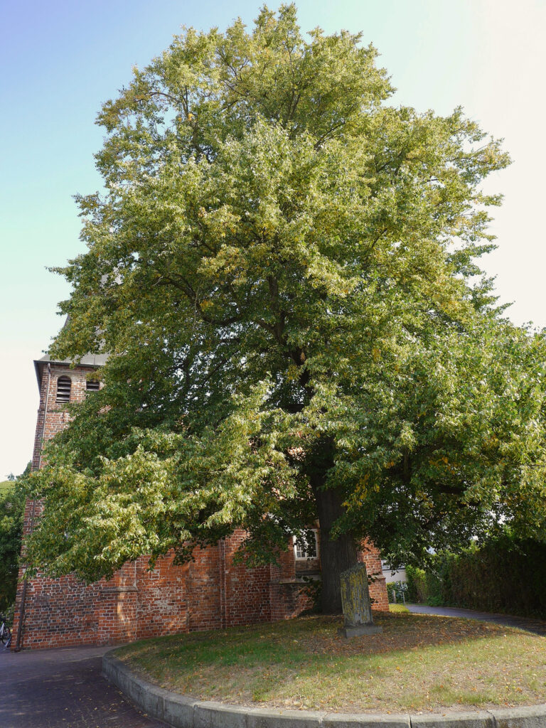 Die neue Kirchhofslinde im Sommer, 2025, © Stadtmuseum Oldenburg/Marisa Komsthöft Die neue Kirchhofslinde im Sommer, 2025, © Stadtmuseum Oldenburg/Marisa Komsthöft
