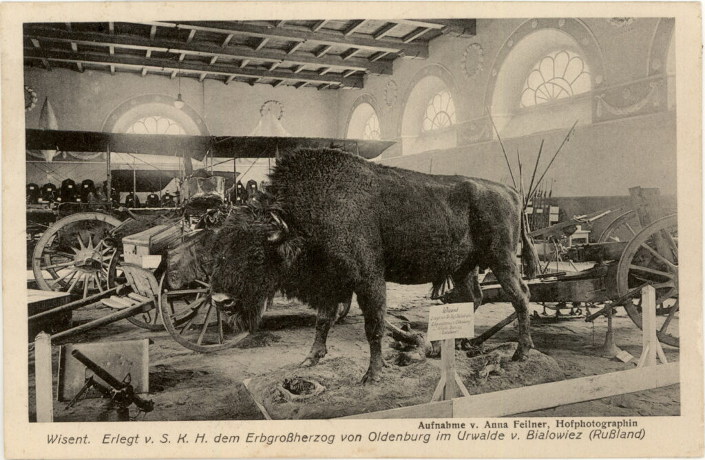 Ausgestopftes Wisent steht im einer Halle umgeben von Karren und anderen Objekten, © Stadtmuseum Oldenburg.