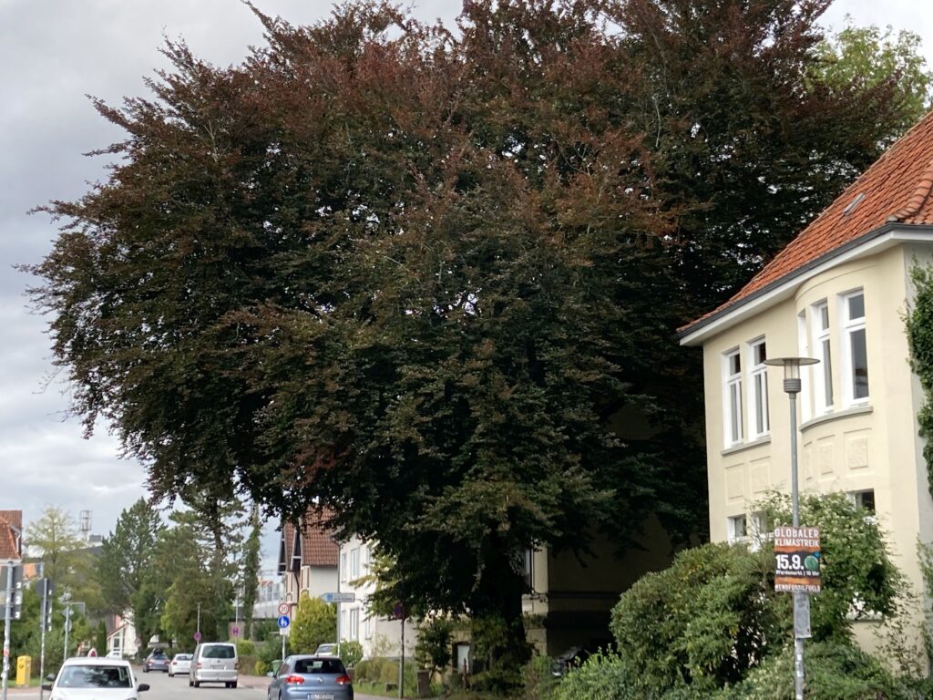 Die Blutbuche an der Ziegelhofstraße im Spätsommer 2024, © Privatbesitz Baum mit dichtem Blätterdach an einem Straßenrand, am Rand Wohnhäuser, © Privatbesitz