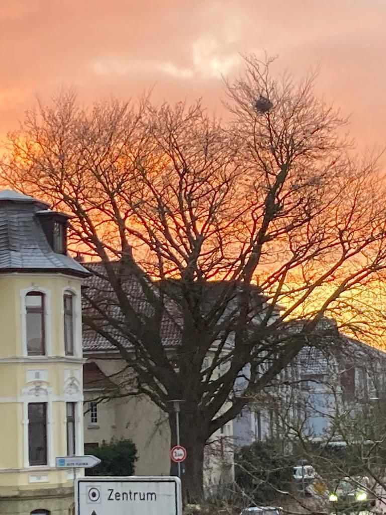 Die Blutbuche an der Ziegelhofstraße im Winter 2024, © Privatbesitz Sonnenaufgang oder Sonnenuntergang vor einer Häuserzeile, am Straßenrand ein Baum ohne Blätter, © Privatbesitz