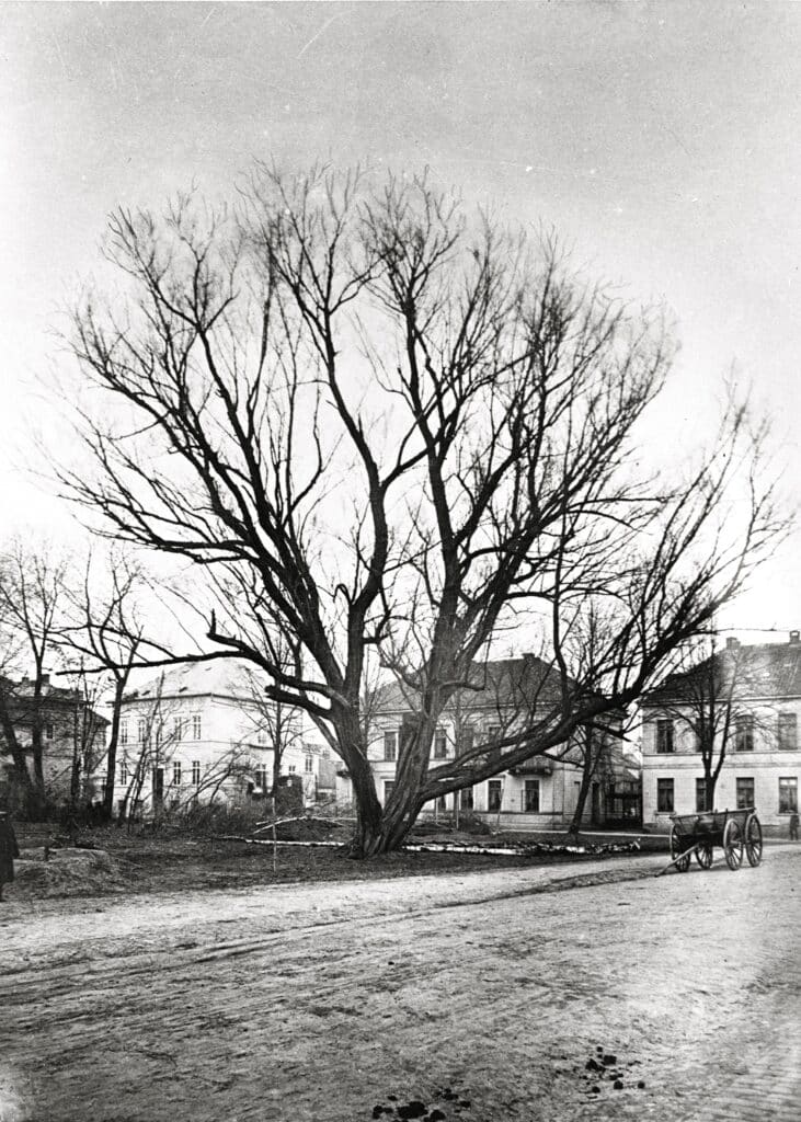 Abb. 5 Dieser Weidenbaum wurde 1879 gefällt, um dem neuen Theater Platz zu machen, um 1879.